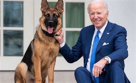 Bidens tension with Secret Service rises with dog bites